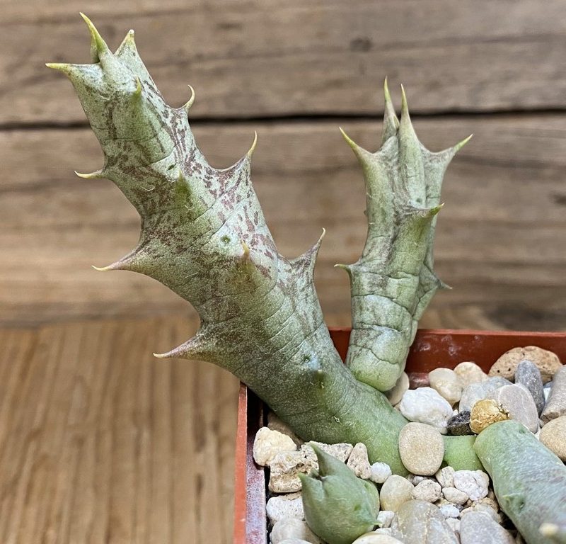 SH27391 Caralluma hesperidum