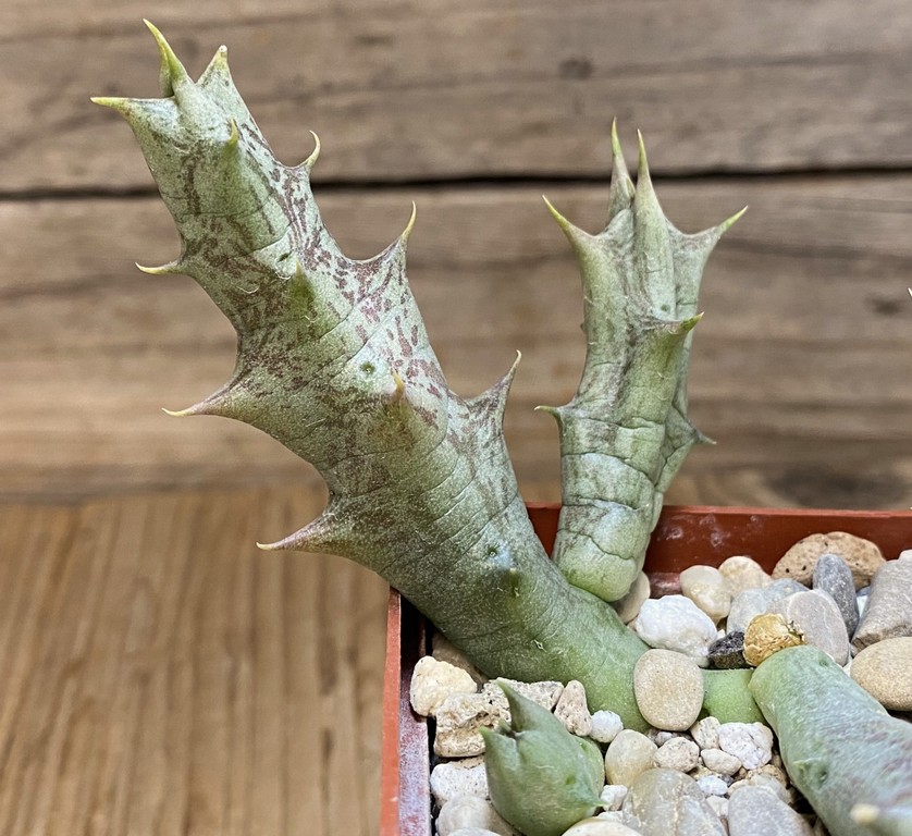 SH27391 Caralluma hesperidum