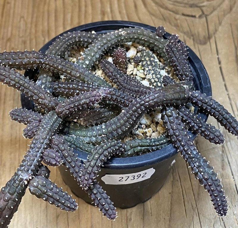 SH27392Echidnopsis oviflora