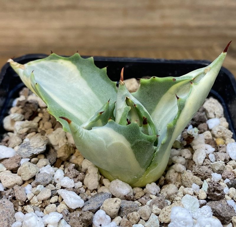 SH27393 Agave isthmensis f. variegata