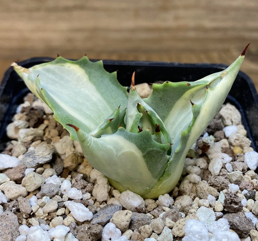 SH27393 Agave isthmensis f. variegata