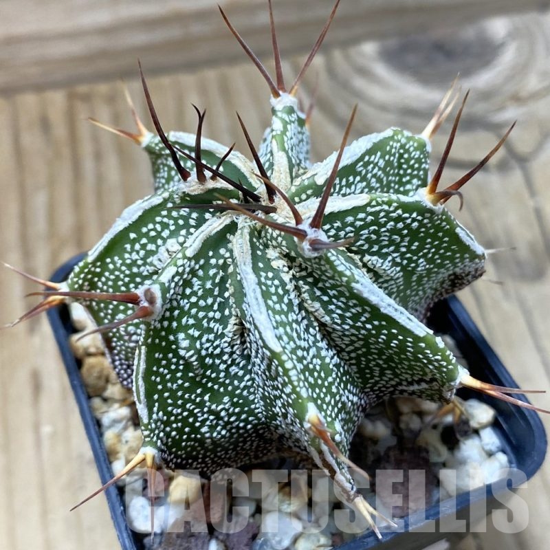 SH25697 Astrophytum ornatum 'Fukuryu'