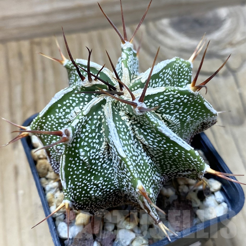 SH25697 Astrophytum ornatum 'Fukuryu'