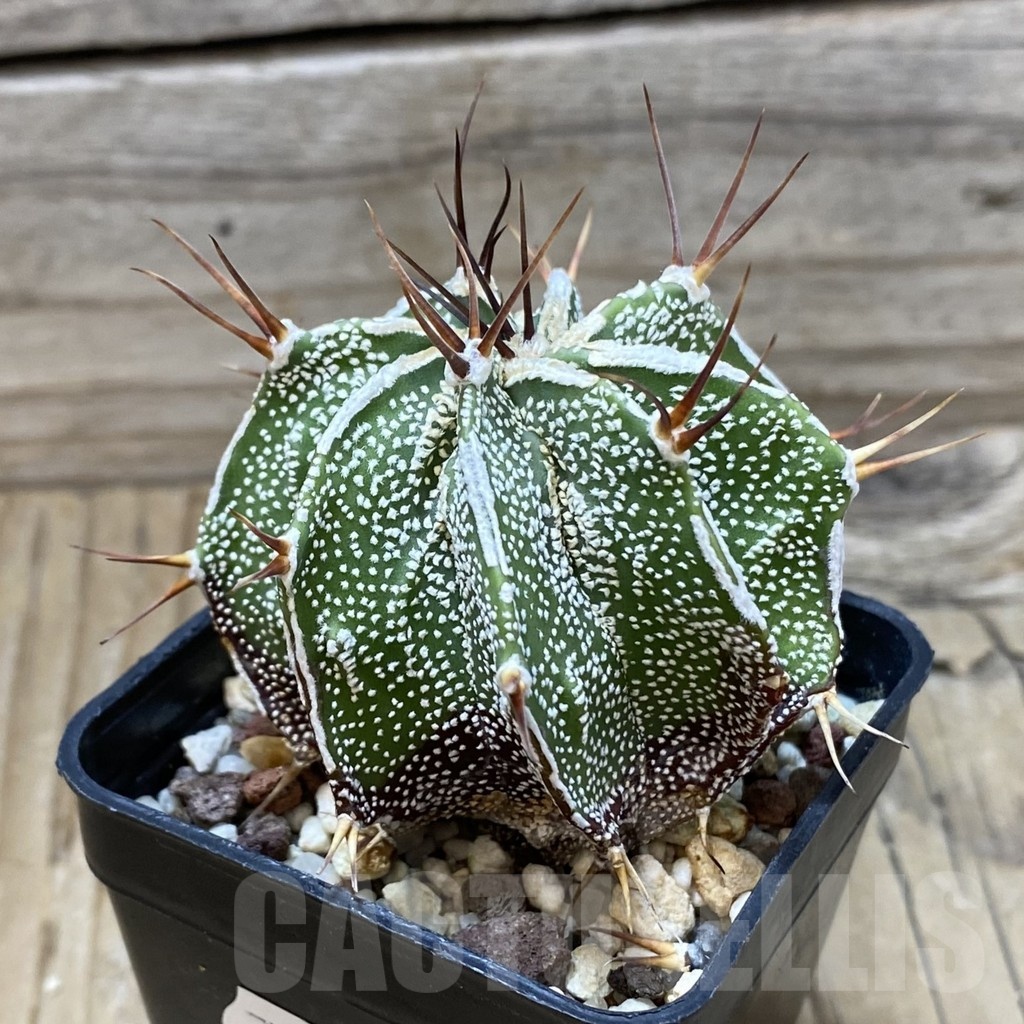 SH25697 Astrophytum ornatum 'Fukuryu' - Image 2