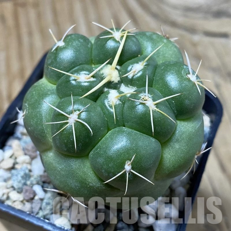 SH25698 Coryphantha elephantidens 'inermis'