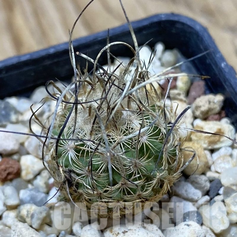 SH25699 Turbinicarpus dickisoniae, 6 years old
