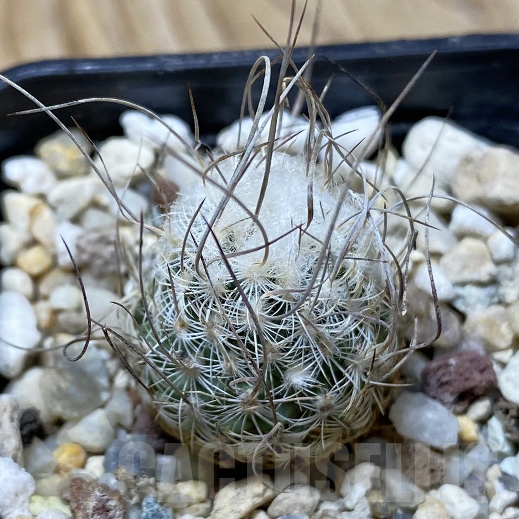 SH25700 Turbinicarpus dickisoniae, 6 years old