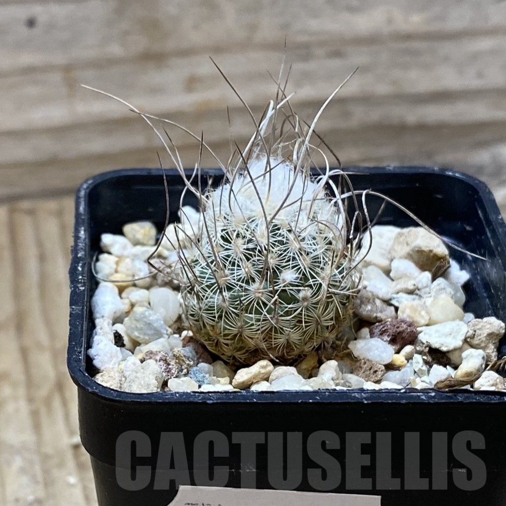 SH25700 Turbinicarpus dickisoniae, 6 years old - Image 2