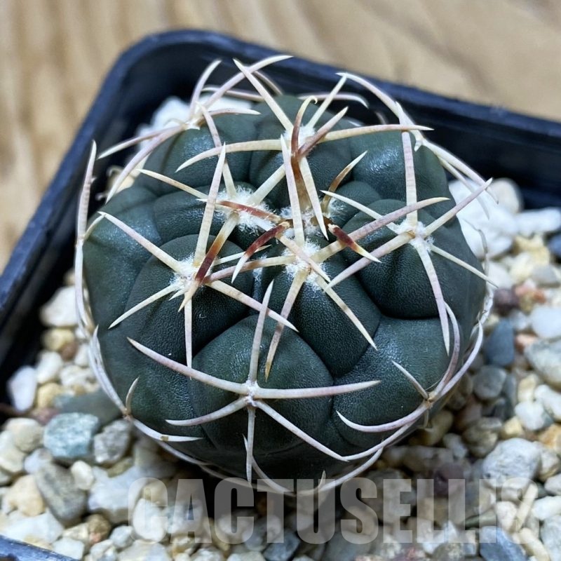 SH25701 Thelocactus hexaedrophorus MZ 739