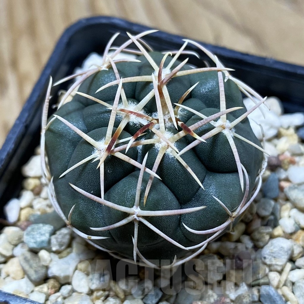 SH25701 Thelocactus hexaedrophorus MZ 739