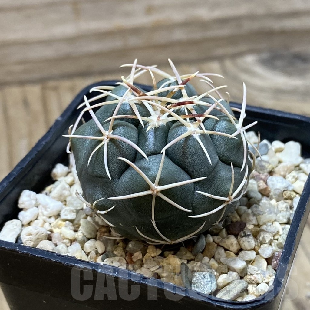 SH25701 Thelocactus hexaedrophorus MZ 739 - Image 2