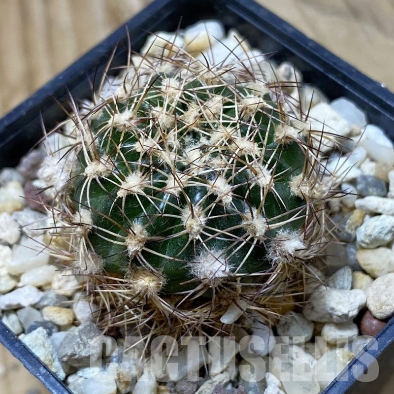 SH25703 Lobivia tiegeliana v. pusilla