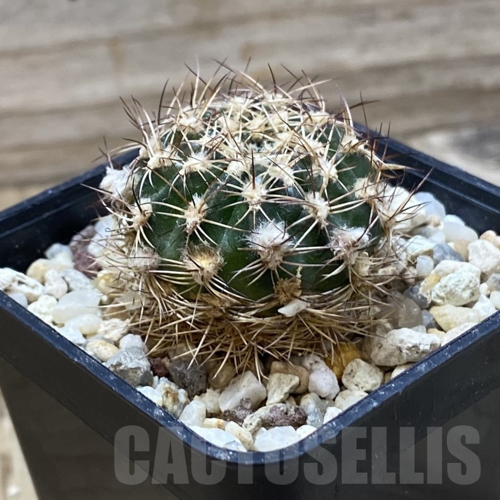 SH25703 Lobivia tiegeliana v. pusilla - Image 2