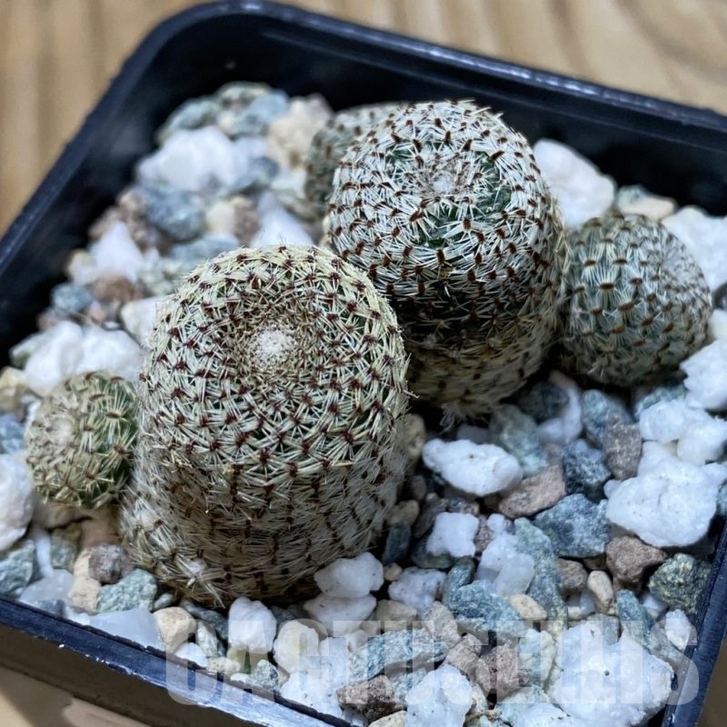 SH25706 Rebutia heliosa