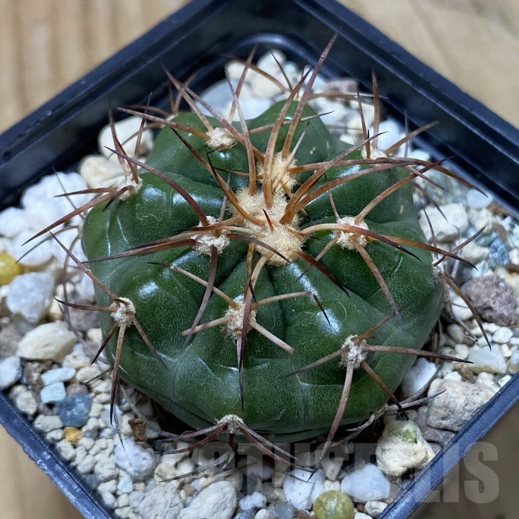 SH25707 Discocactus estevesii MH 791 , own roots