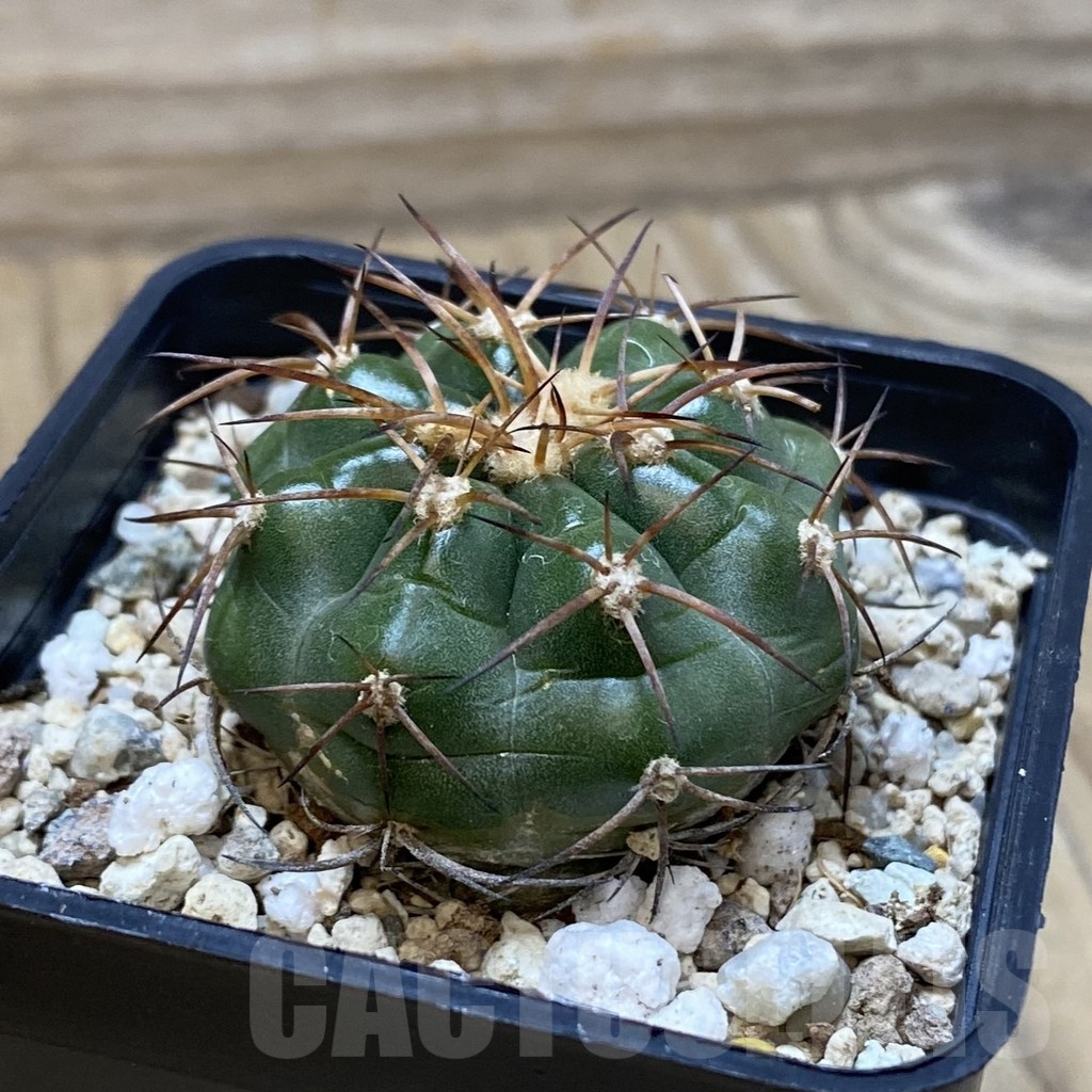 SH25707 Discocactus estevesii MH 791 , own roots - Image 2