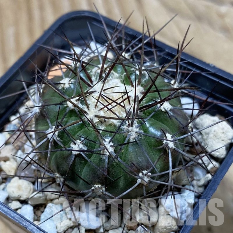 SH25708 Discocactus lindaianus E9, own roots