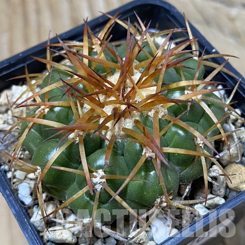 SH25709 Discocactus cangaensis MH886, own roots