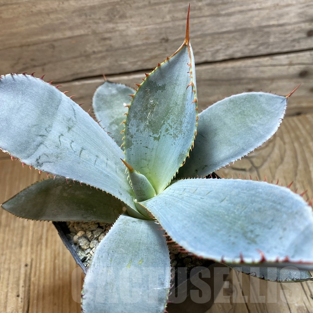 SH25668 Agave guadalajarana