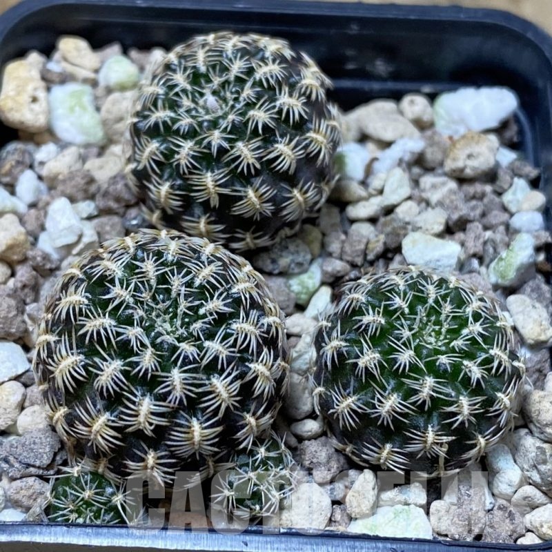 SH25710 Sulcorebutia augustinii LH 1721, 3 plants