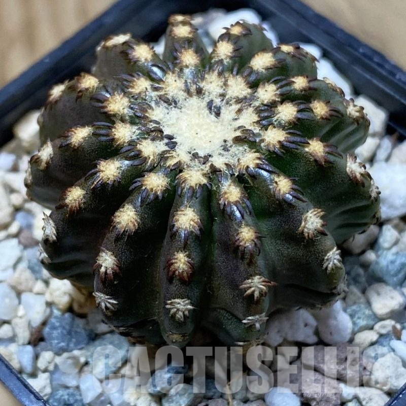 SH25711 Discocactus horstii