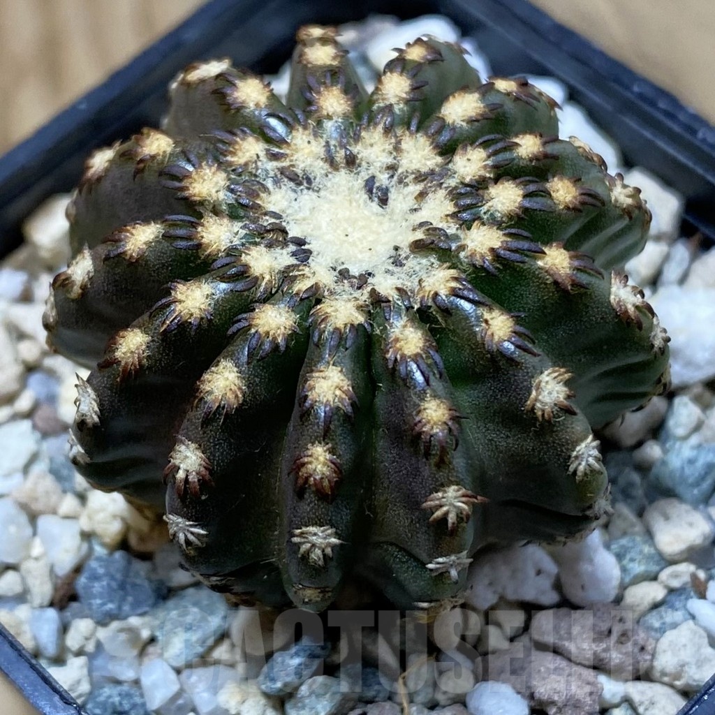 SH25711 Discocactus horstii