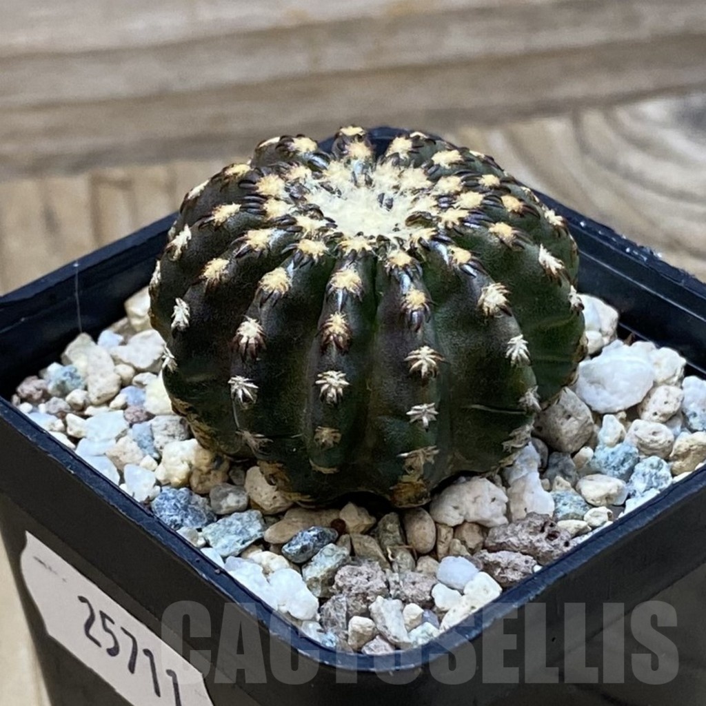 SH25711 Discocactus horstii - Image 2