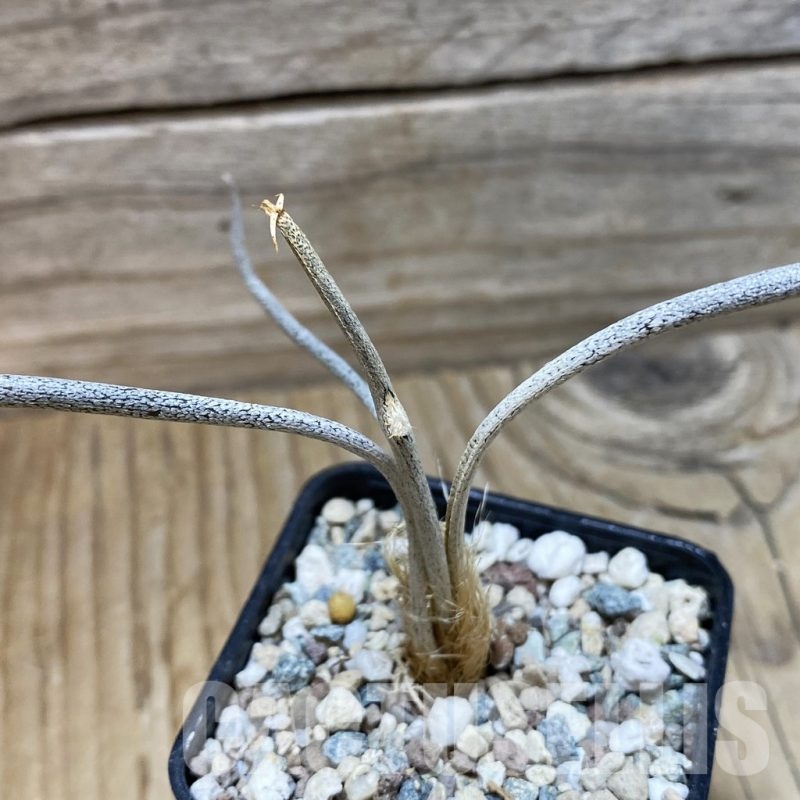 SH25712 Astrophytum caput-medusae, seedling