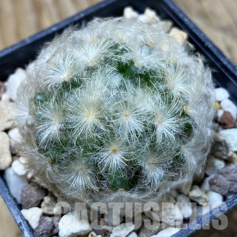SH25713 Mammillaria plumosa