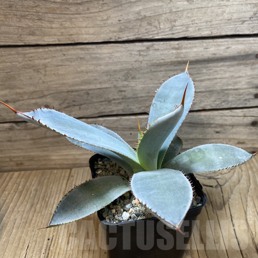 SH25668 Agave guadalajarana - Image 2