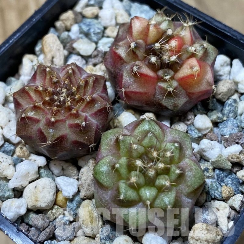 SH25714 Gymnocalycium mihanovichii ‘Neon’ hybrid, seedling mix