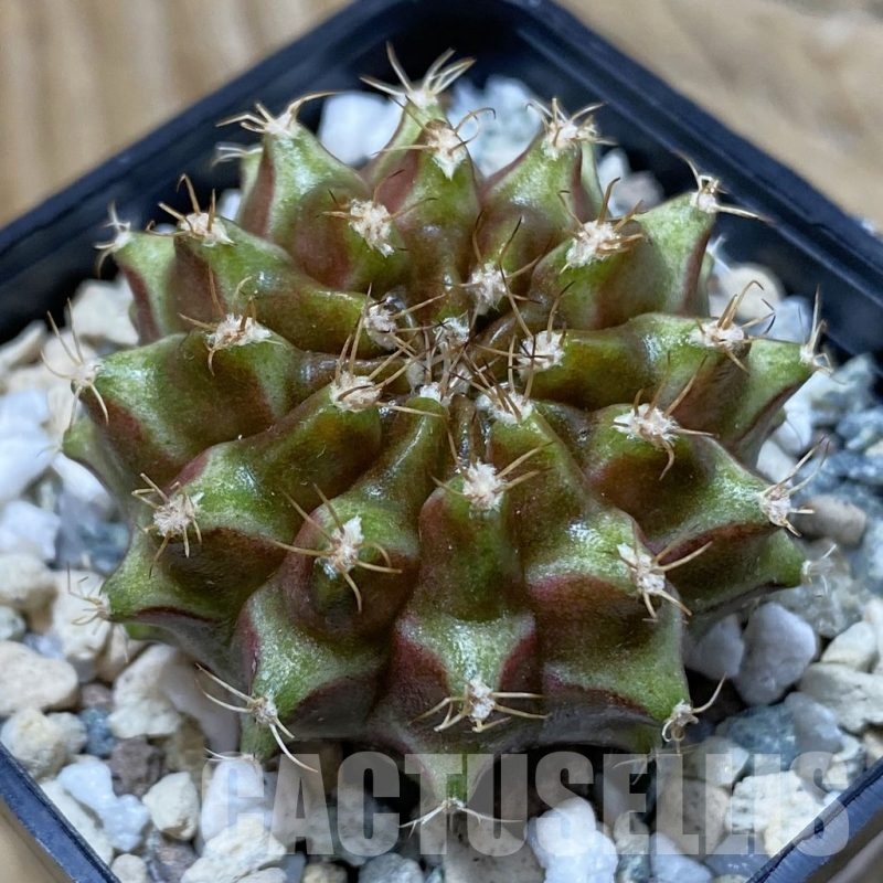 SH25715 Gymnocalycium mihanovichii ‘Neon’ hybrid, seedling