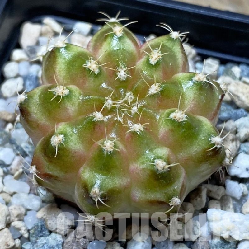 SH25716 Gymnocalycium mihanovichii ‘Neon’ hybrid, seedling