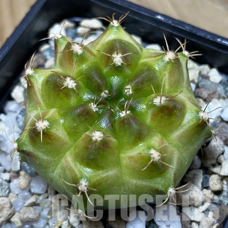 SH25717 Gymnocalycium mihanovichii ‘Neon’ hybrid, seedling