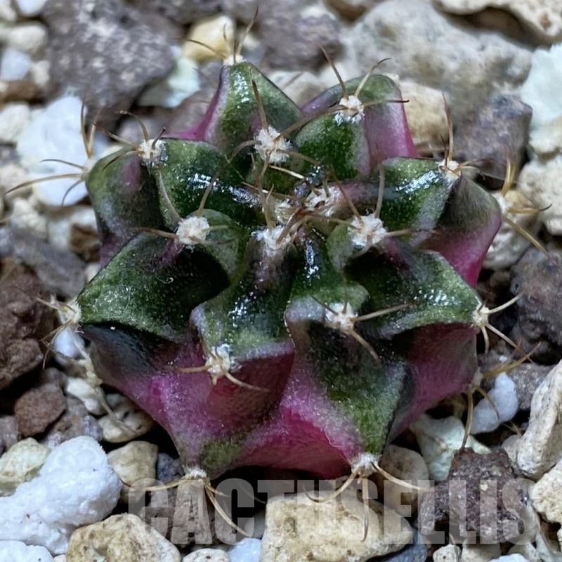 SH25718 Gymnocalycium mihanovichii ‘Bubble Gum’