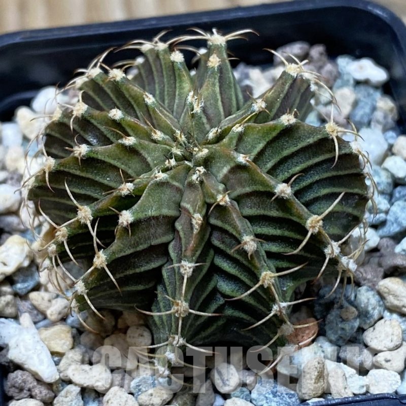 SH25719 Gymnocalycium friedrichii 9R001