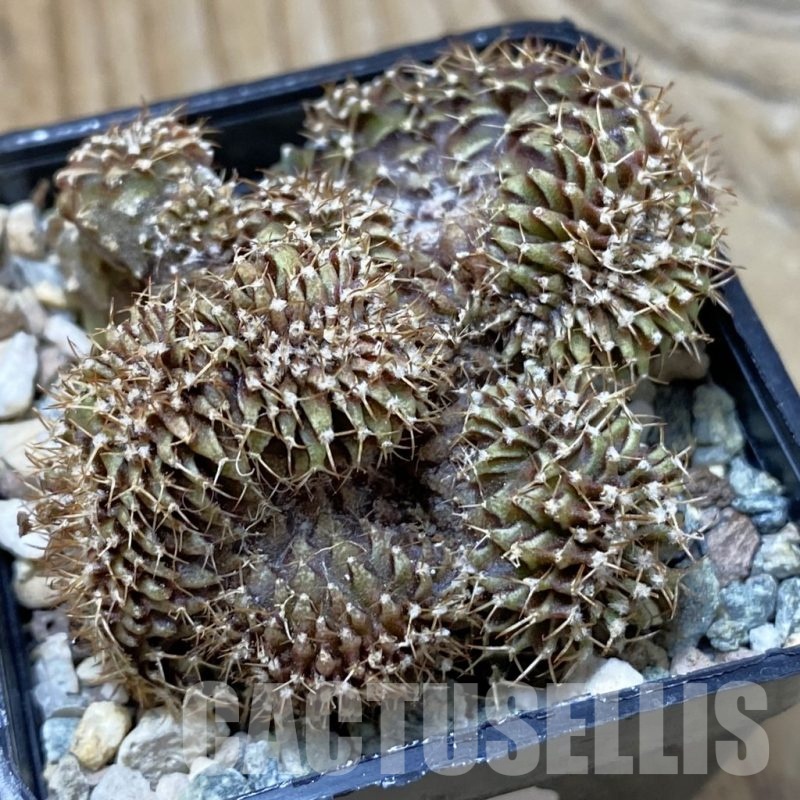 SH25720 Gymnocalycium mihanovichii f. cristata
