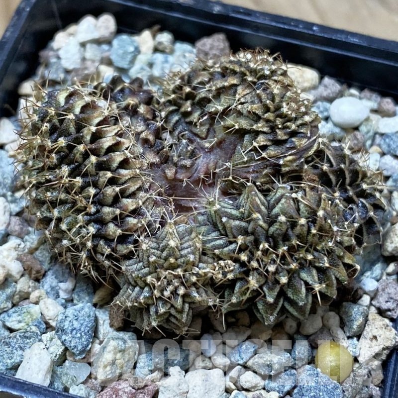 SH25721 Gymnocalycium mihanovichii f. cristata