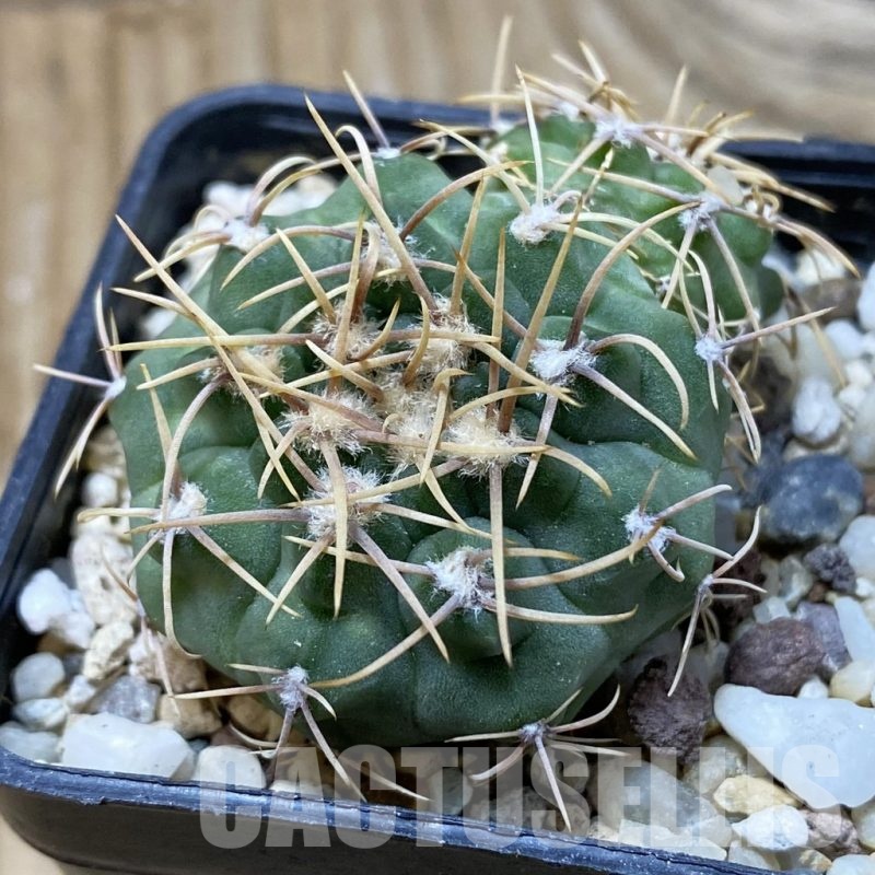 SH25722 Gymnocalycium ochoterenae