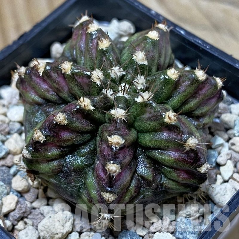 SH25724 Gymnocalycium mihanovichii ‘T-Rex’