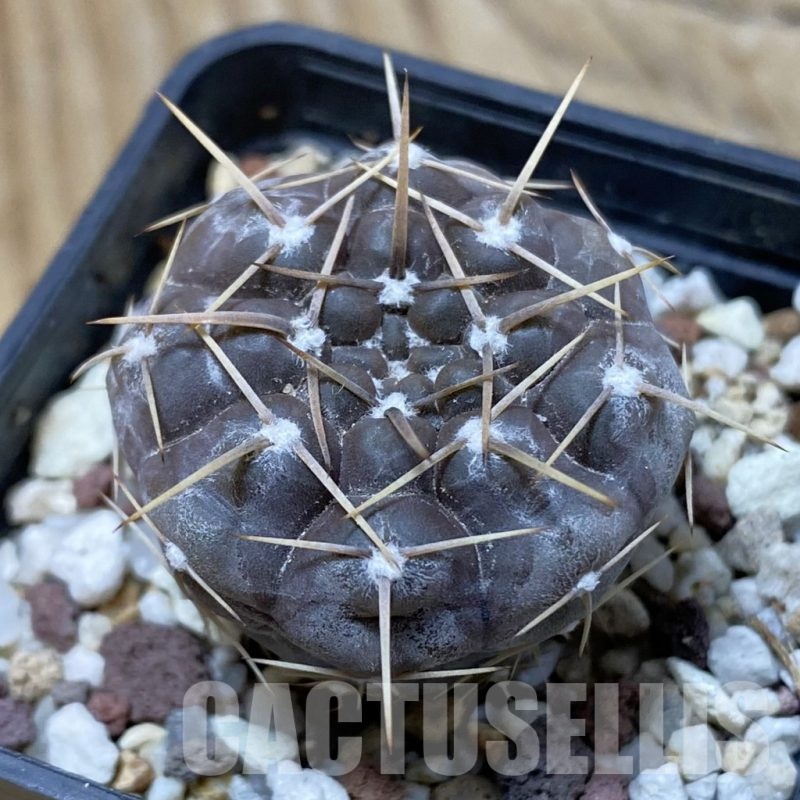 SH25727 Gymnocalycium striglianum v. aeneum VG 408