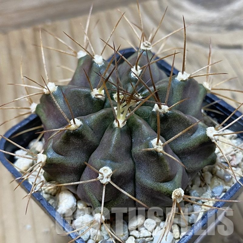SH25729 Gymnocalycium mihanovichii hybrid long spines, seedling