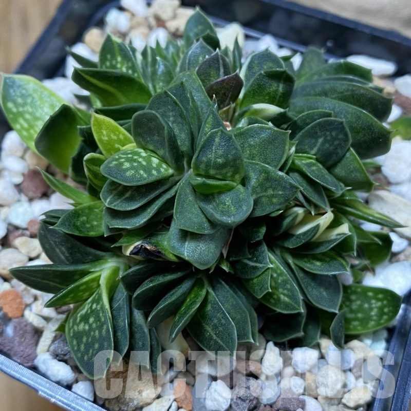 SH25664 Gasteria minima f. variegata
