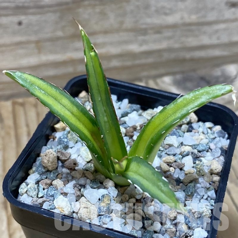 SH25671 Agave victoriae-reginae ‘Mediopicta’