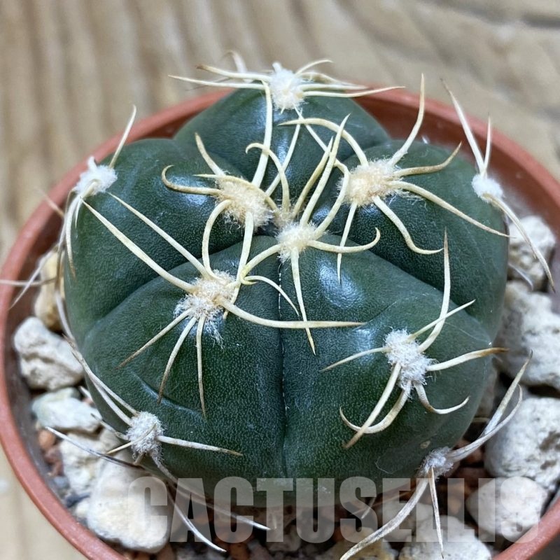 SH25730 Gymnocalycium denudatum