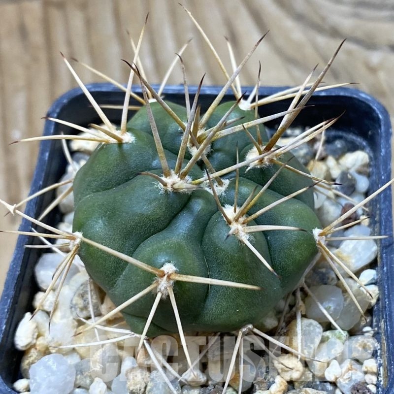 SH25731 Gymnocalycium eurypleurum