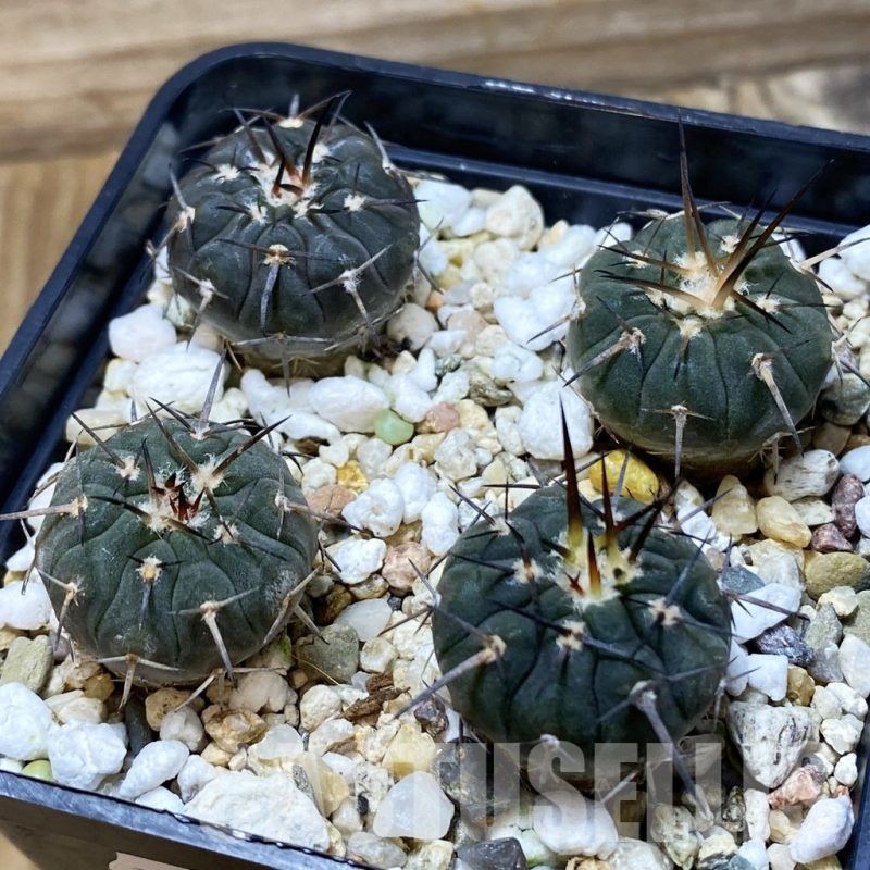 SH25674 Gymnocalycium spegazzinii v. major VG 090, 4 plants
