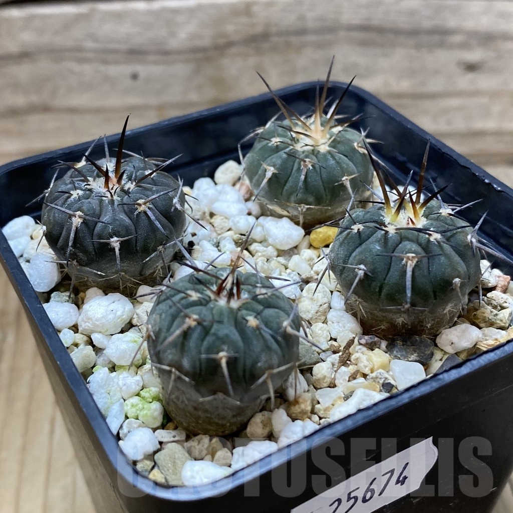 SH25674 Gymnocalycium spegazzinii v. major VG 090, 4 plants - Image 2