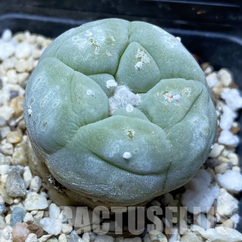 SH25675 Anhalonium frichii v. albiflora