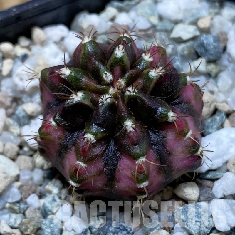 SH25677 Gymnocalycium mihanovichii ‘T-Lux’